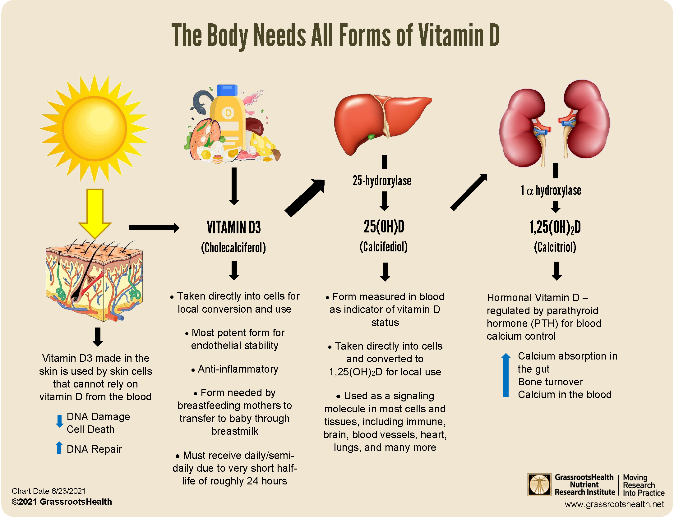 The Body Needs All Forms Of Vitamin D GrassrootsHealth