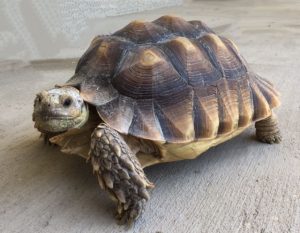 His tortoise Olivia, who gets extra vitamin D