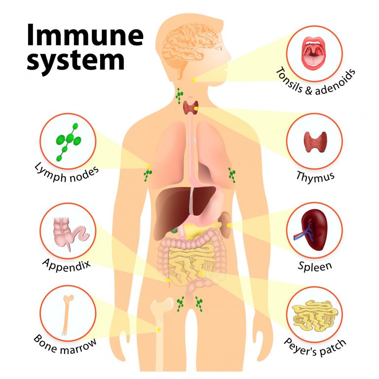 Nutrient Roles In Immune Health Grassrootshealth