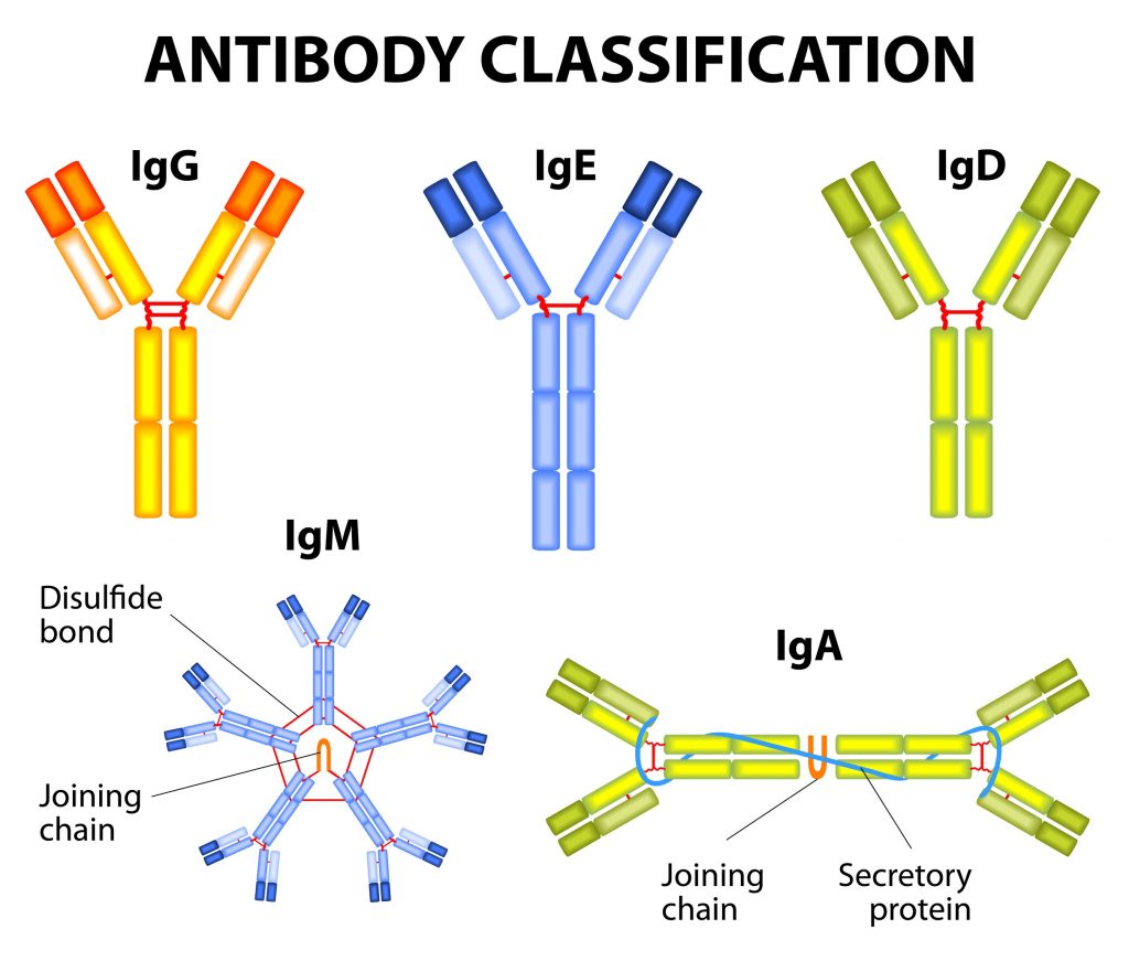 How Your Immune System Protects You From Infection: Part 3 – B Cells ...