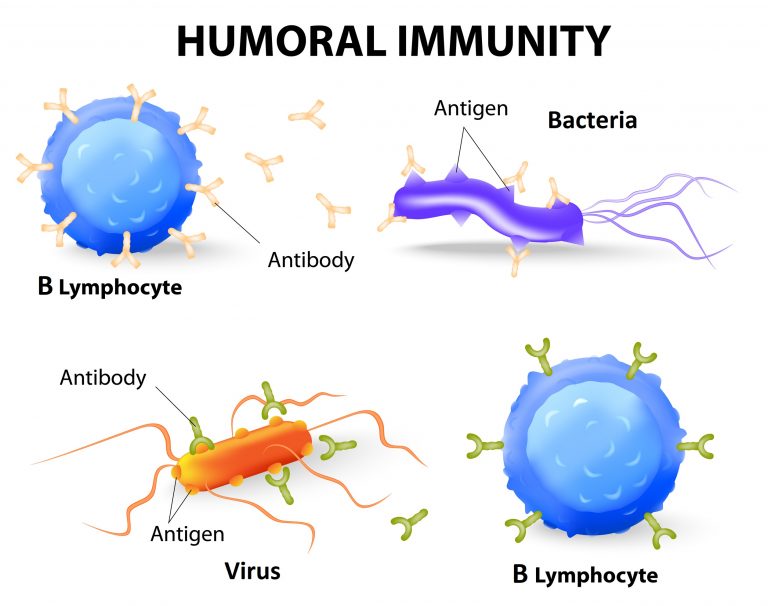 how-your-immune-system-protects-you-from-infection-part-3-b-cells