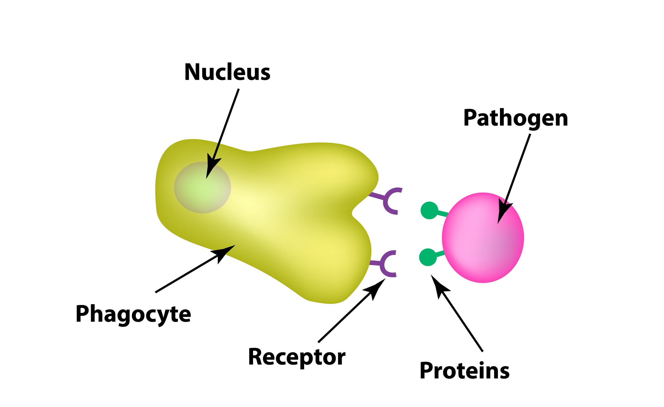 phagocytosis process immune system