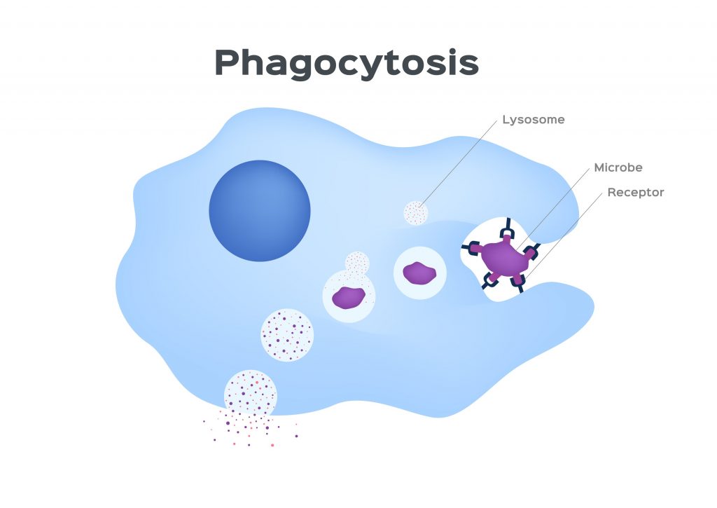 Examples of phagocytic cells