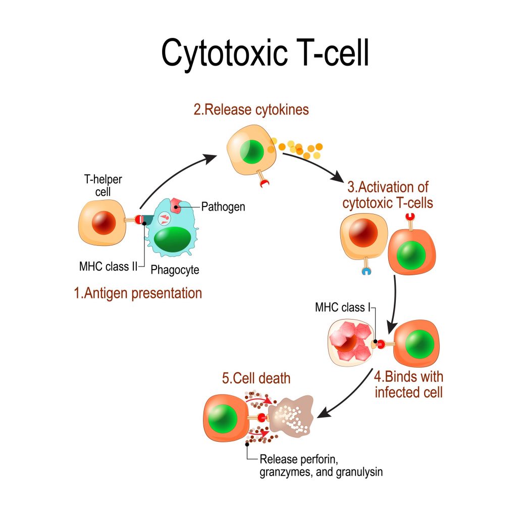 what are t cells produced by