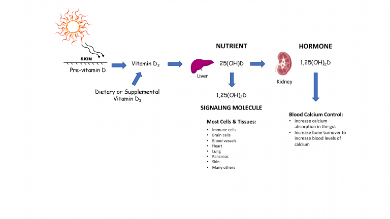 Is Vitamin D a Nutrient or a Hormone? - GrassrootsHealth